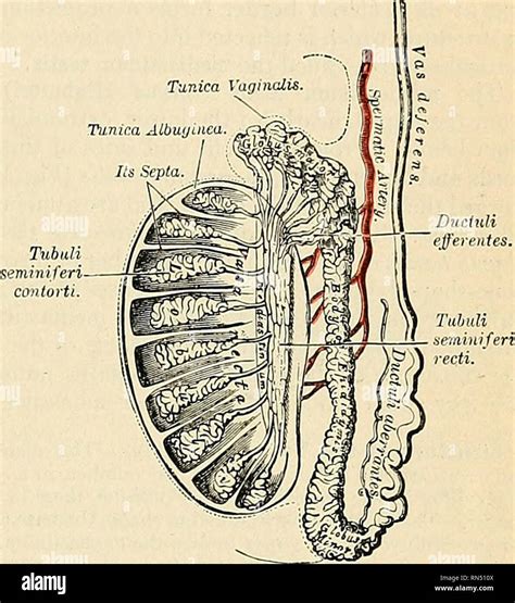 thick white capsule surrounding the testes|testicles and their glands.